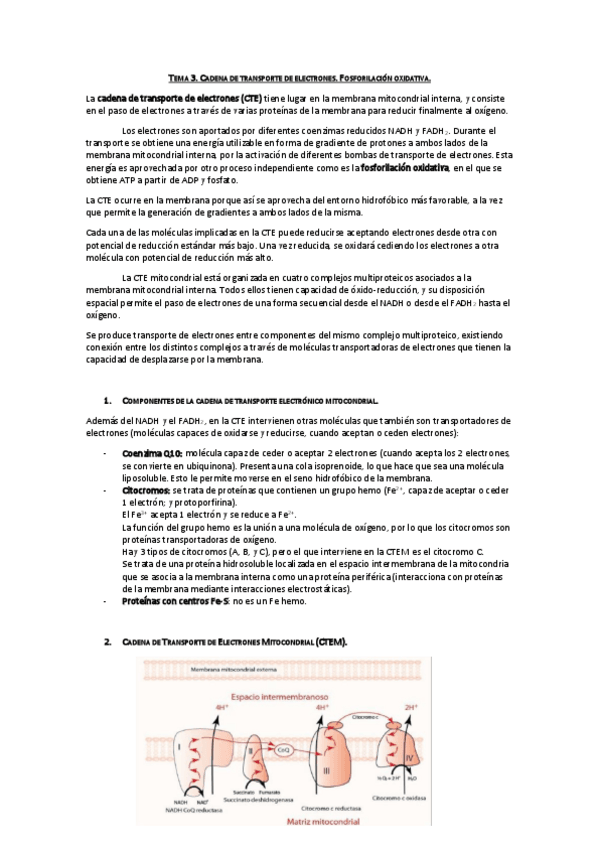 Miniatura del documento Tema 3. Cadena de transporte de electrones. Fosforilación oxidativa.pdf
