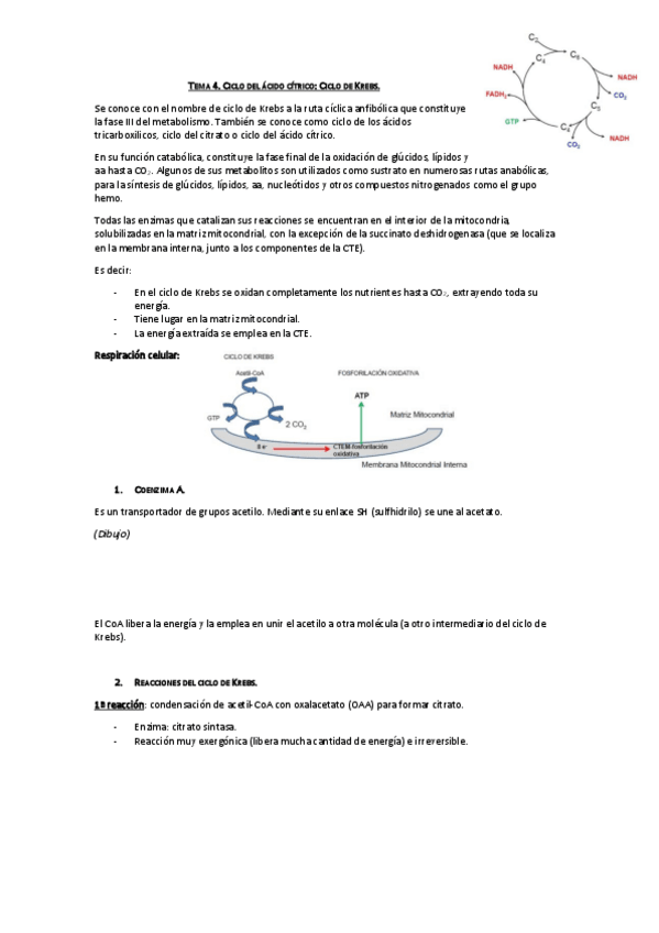 Miniatura del documento Tema 4. Ciclo de Krebs.pdf