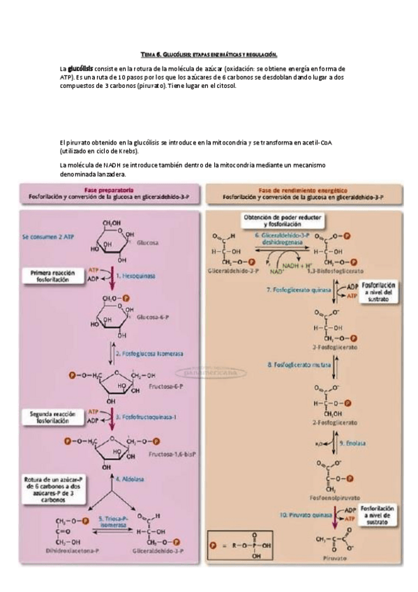 Miniatura del documento Tema 6. Glucólisis.pdf