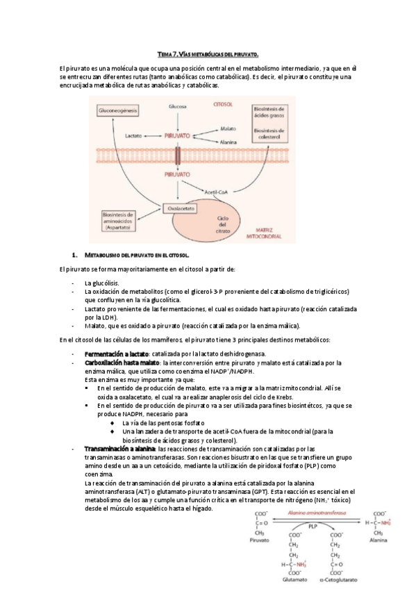 Miniatura del documento Tema 7. Vías metabólicas del piruvato.pdf