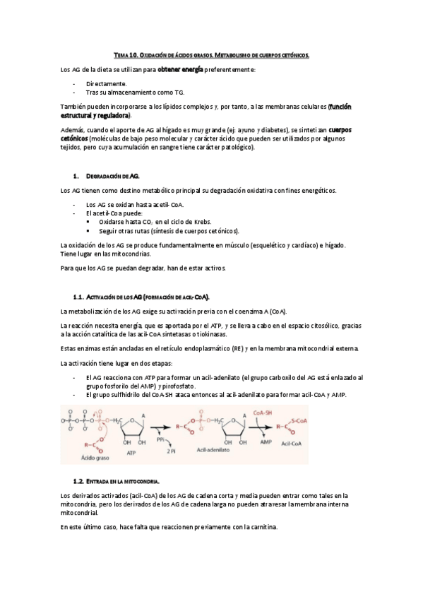 Miniatura del documento Tema 10. Oxidación de AG y Metabolismo de cuerpos cetónicos.pdf