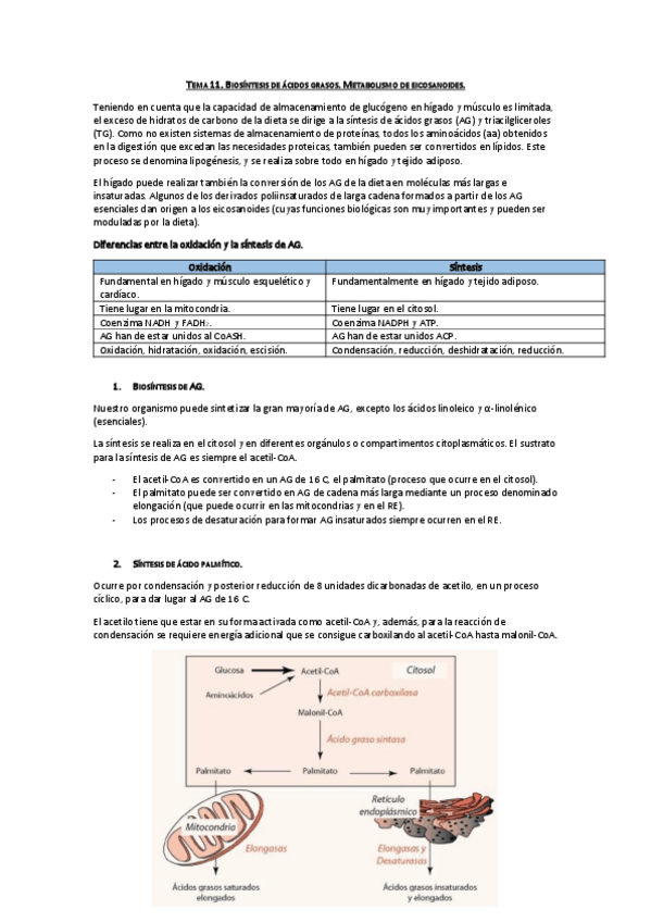 Miniatura del documento Tema 11. Biosíntesis de AG y Metabolismo de eicosanoides.pdf