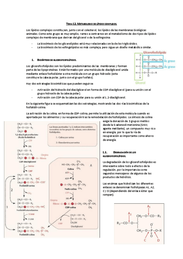 Miniatura del documento Tema 12. Metabolismo de lípidos complejos.pdf
