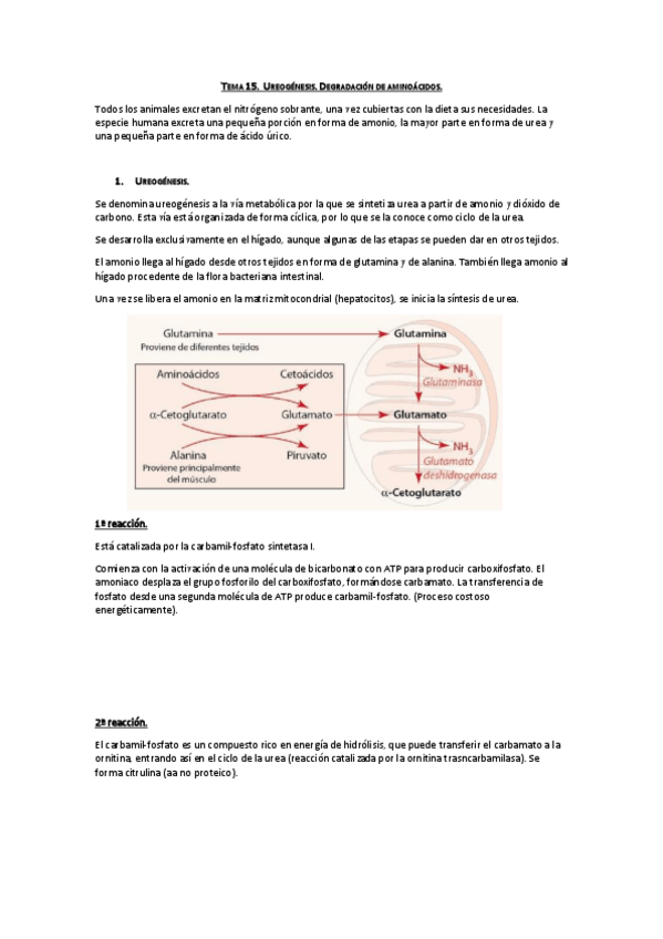 Miniatura del documento Tema 15. Ureogénesis. Degradación de aa.pdf