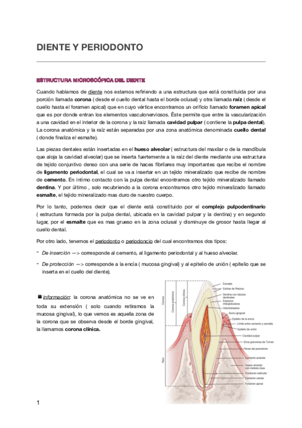 Miniatura del documento DIENTE-Y-PERIODONTO.pdf