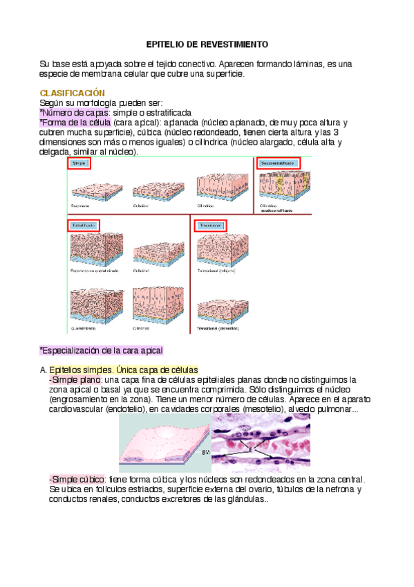 Miniatura del documento EPITELIO REVESTIMIENTO.pdf