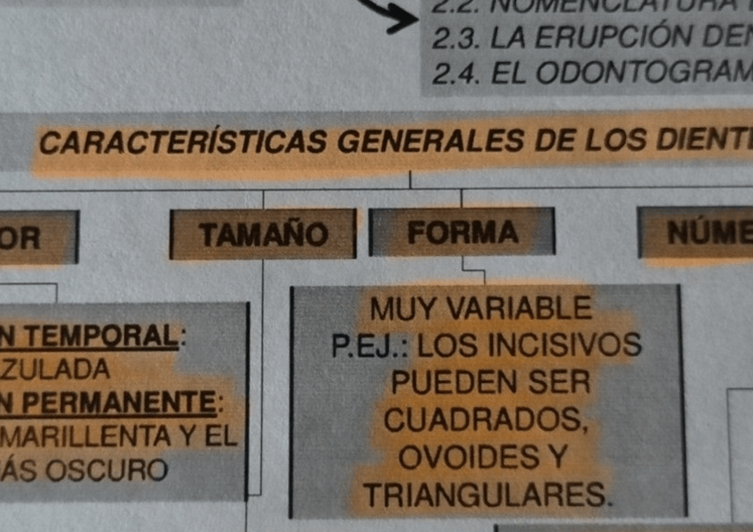Miniatura del documento Denticion-temporal-y-permanente.pdf