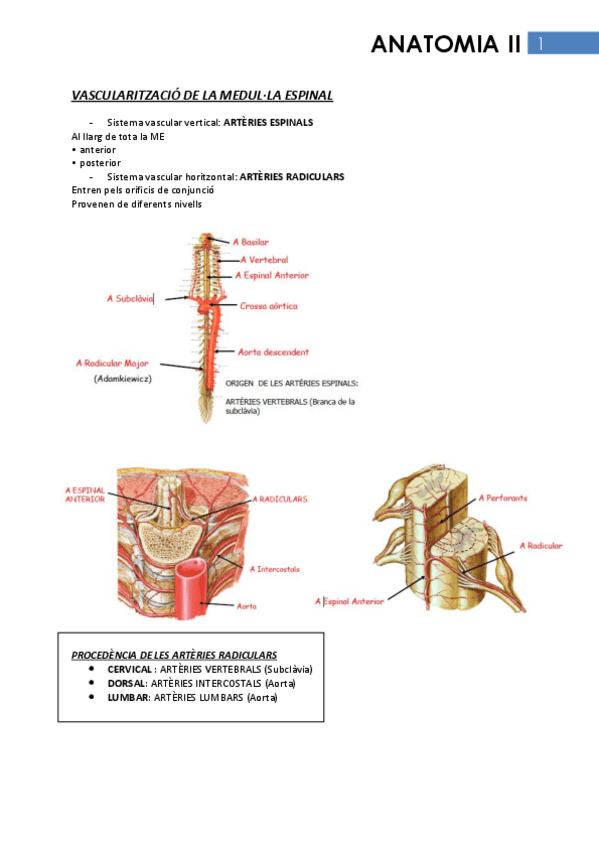 Miniatura del documento Anatomia II.pdf