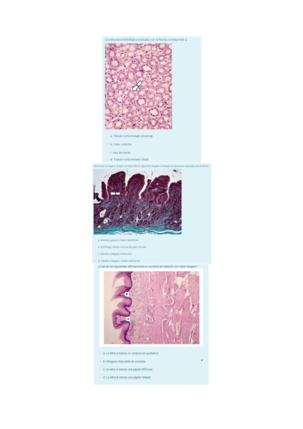 Miniatura del documento TESTS-SEMINARIOS.pdf