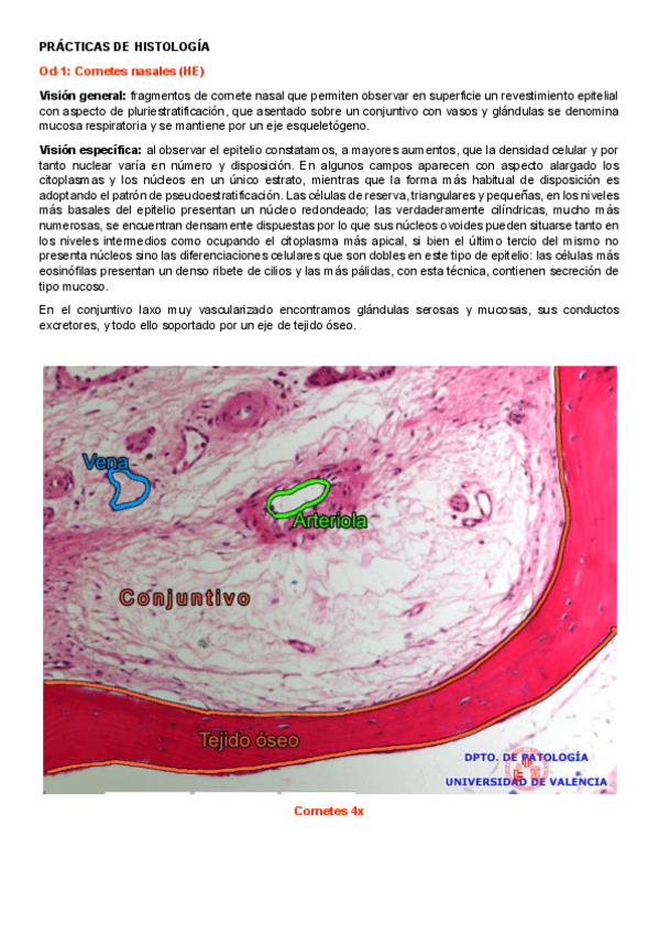 Miniatura del documento PRACTICAS-DE-HISTOLOGIA.pdf