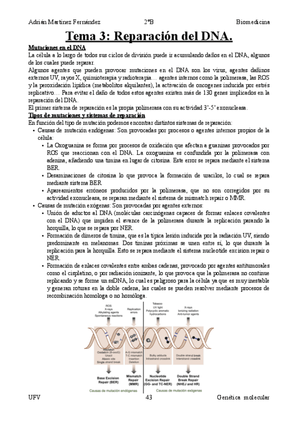 Miniatura del documento Tema-3-Reparacion-del-DNA.pdf