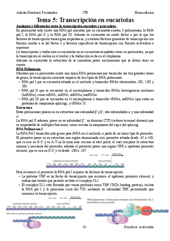 Miniatura del documento Tema-5-Transcripcion-en-eucariotas.pdf
