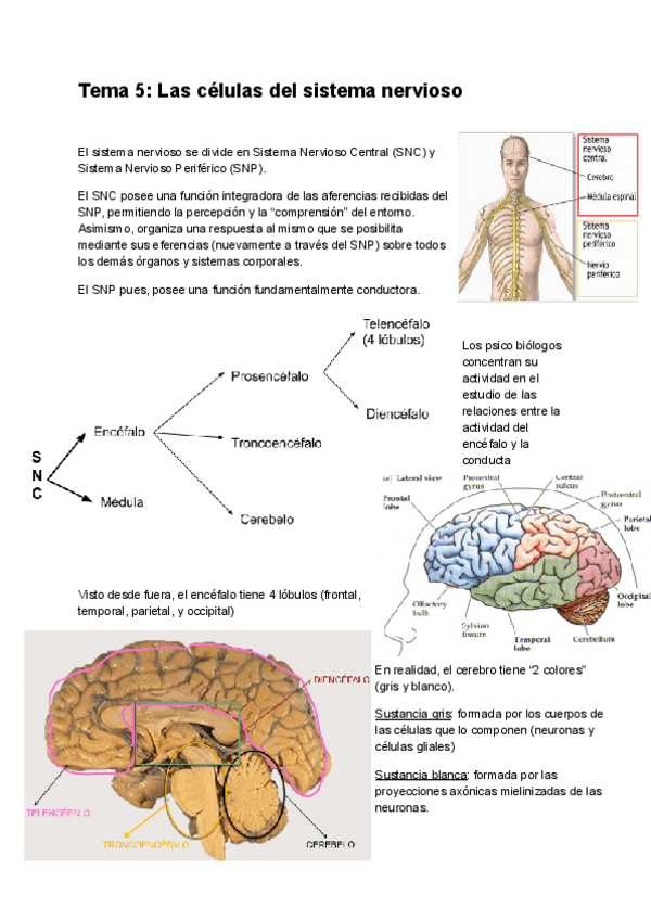 Miniatura del documento Tema-5.pdf