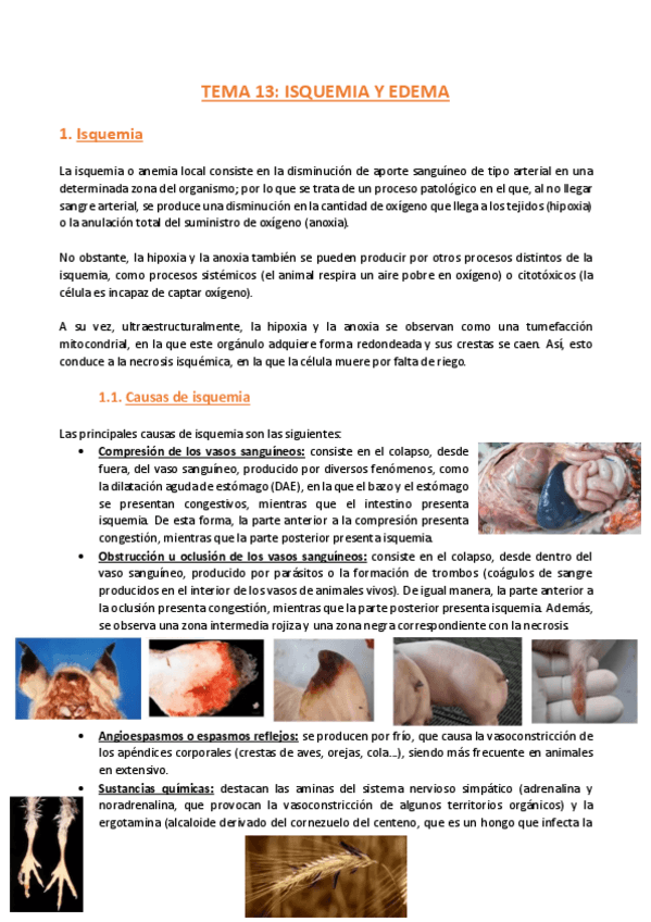 Miniatura del documento TEMA-13-Anatomia-Patologica-General.pdf