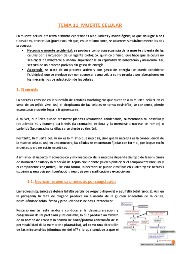 Miniatura del documento TEMA-11-Anatomia-Patologica-General.pdf