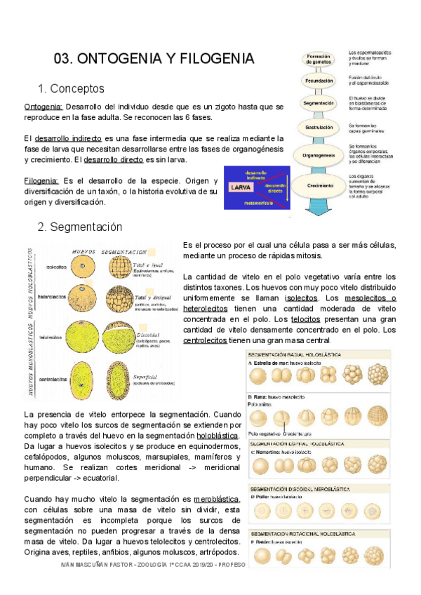 Miniatura del documento ZOO-03-Ontogenia-Arqueotipos.pdf
