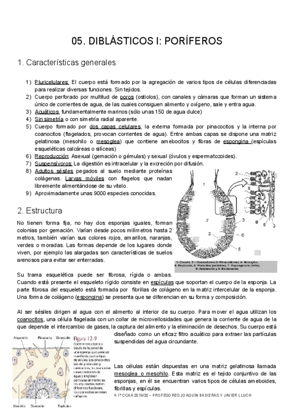 Miniatura del documento ZOO-05-Poriferos.pdf