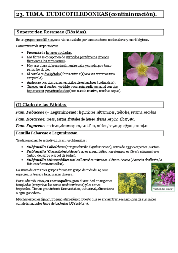 Miniatura del documento TEMA-23.pdf