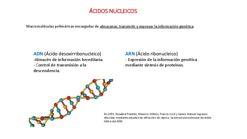 Miniatura del documento ACIDOS-NUCLEICOS.pdf