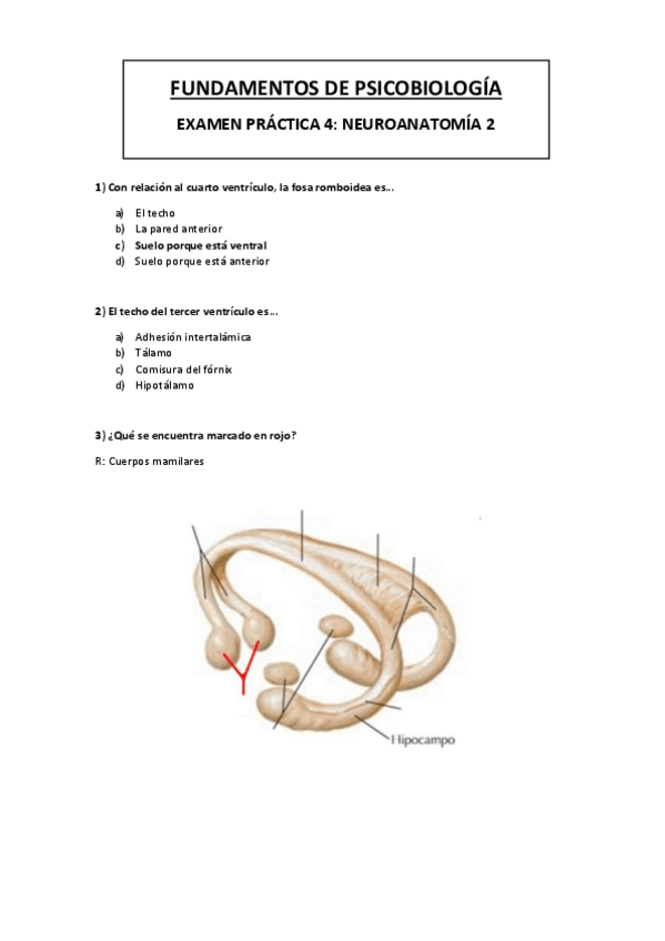 Miniatura del documento Examen-practica-4-FPB-Neuroanatomia-2.pdf