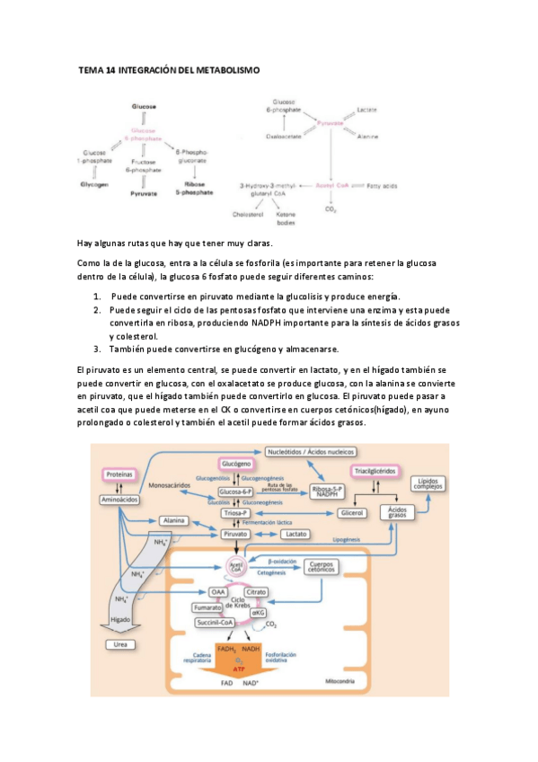 Miniatura del documento tema-14.pdf