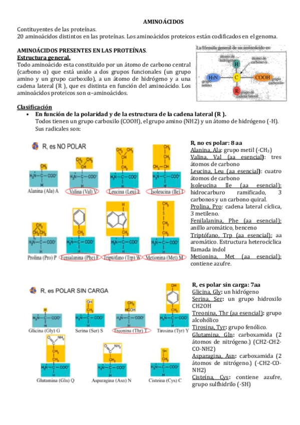 Miniatura del documento AMINOACIDOS.pdf