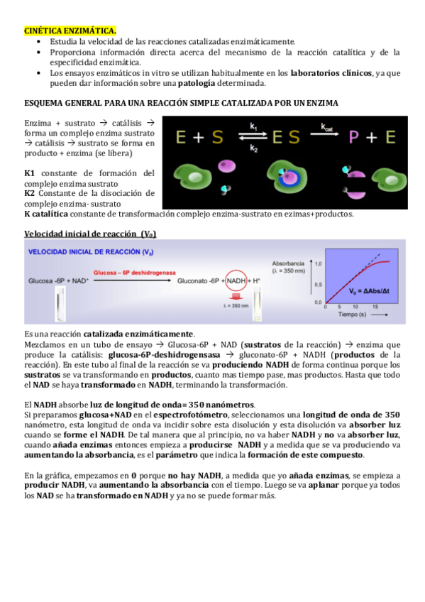 Miniatura del documento CINETICA-ENZIMATICA.pdf