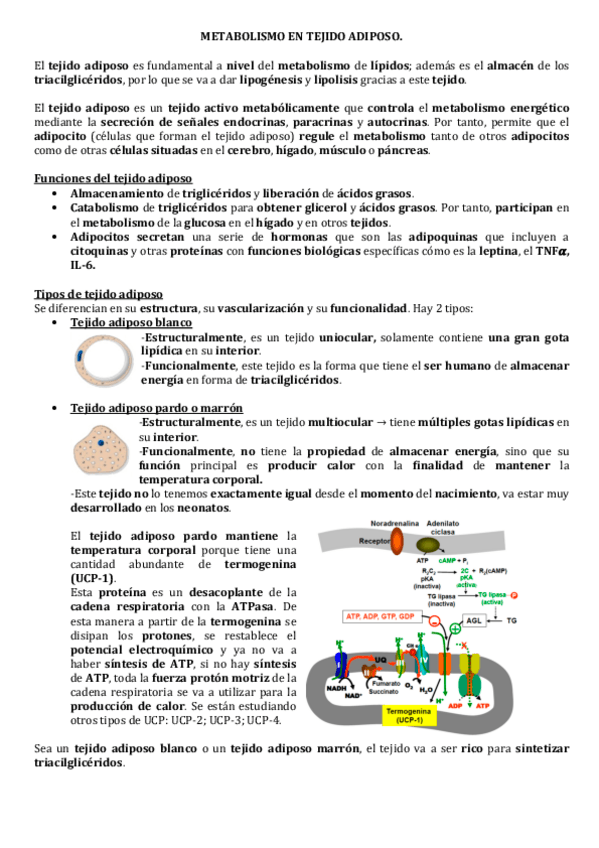 Miniatura del documento METABOLISMO-EN-TEJIDO-ADIPOSO.pdf