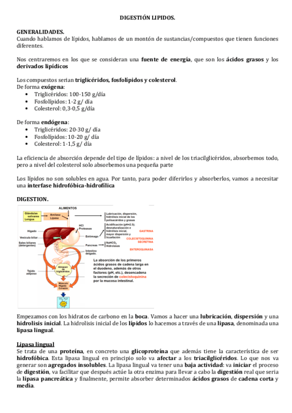 Miniatura del documento DIGESTION-LIPIDOS.pdf
