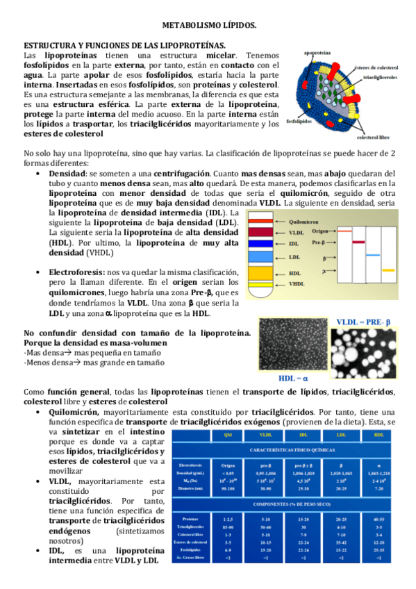 Miniatura del documento Metabolismo-de-lipidos.pdf