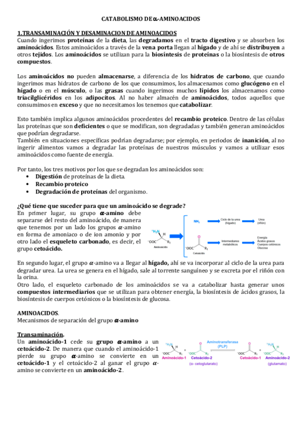 Miniatura del documento CATABOLISMO-DE-AMINOACIDOS.pdf