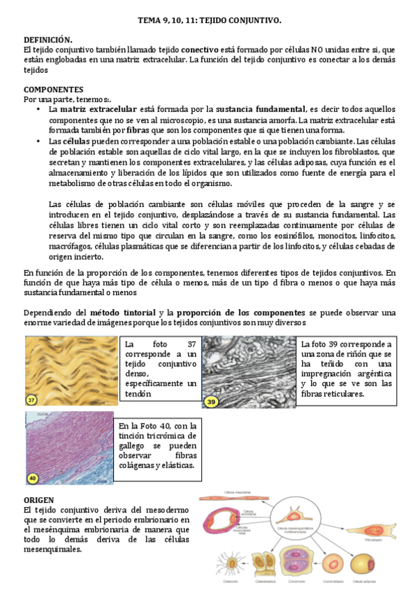 Miniatura del documento Tejido-conjuntivo.pdf