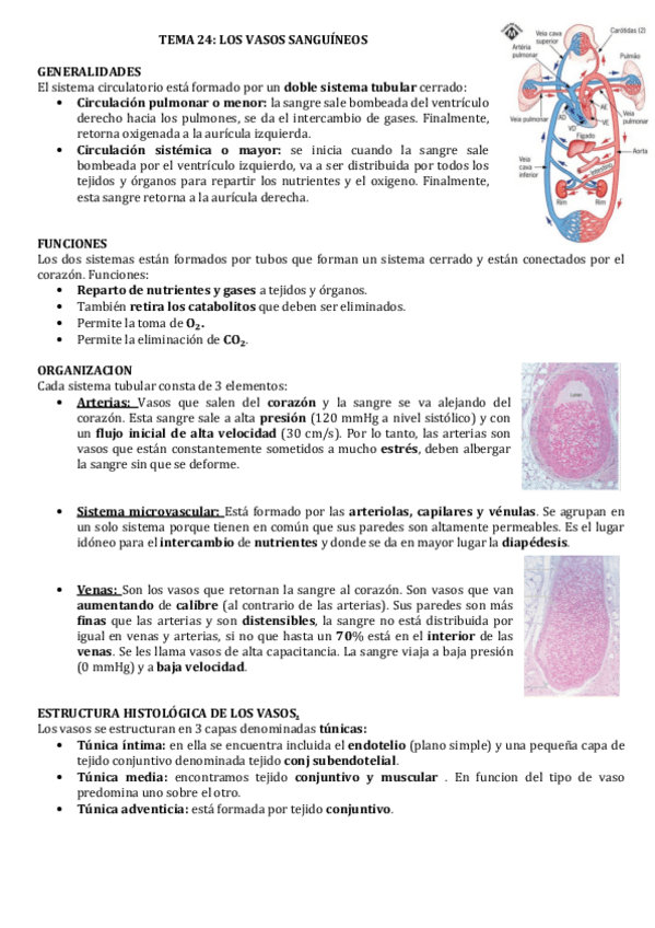 Miniatura del documento VASOS-SANGUINEOS.pdf