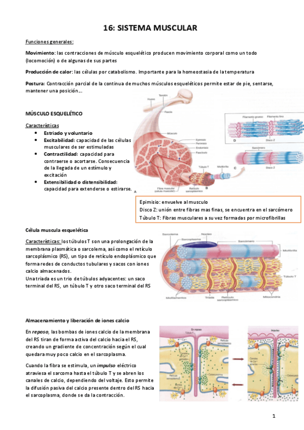 Miniatura del documento FISIO-ENTERO-2oPARCIAL.pdf