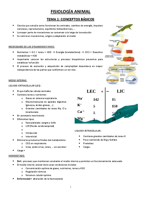 Miniatura del documento Animal-definitivo.pdf
