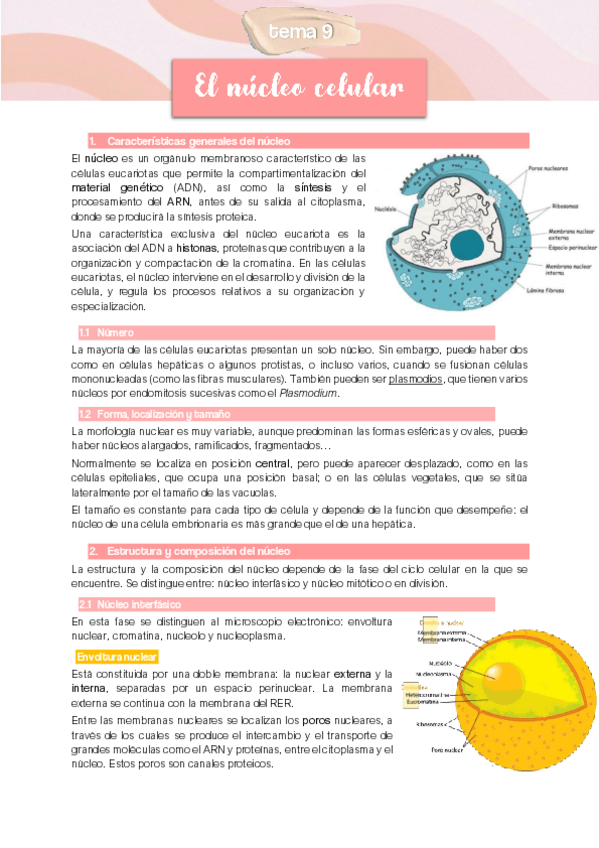 Miniatura del documento TEMA-9-El-nucleo.pdf