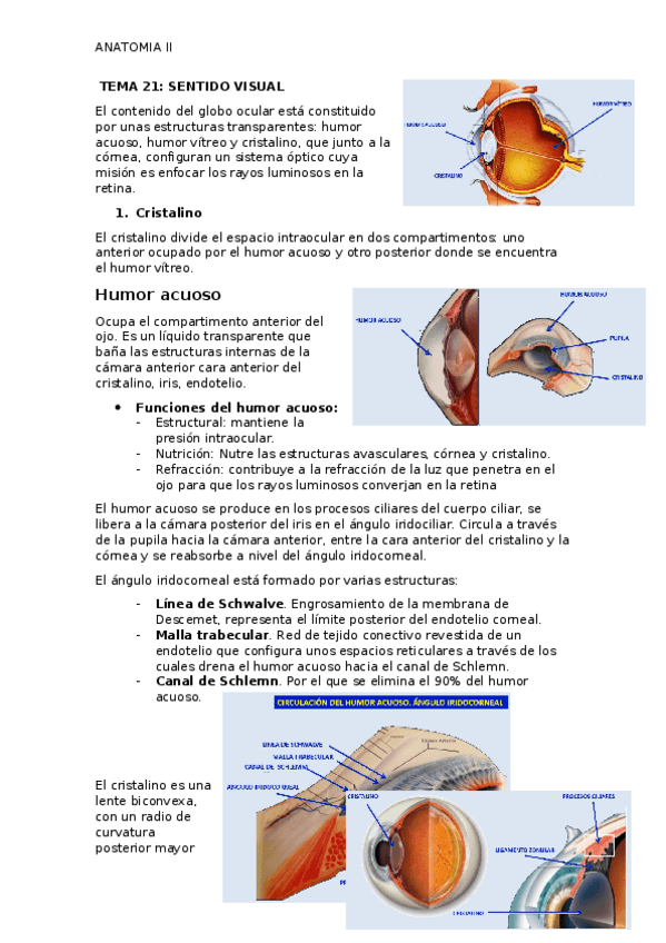 Miniatura del documento TEMA-21-SENTIDO-VISUAL-II.docx