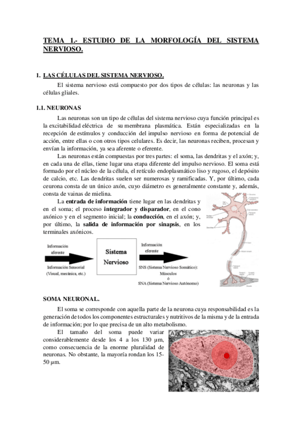 Miniatura del documento TEMA 1.- MORFOLOGÍA DEL SISTEMA NERVIOSO.pdf