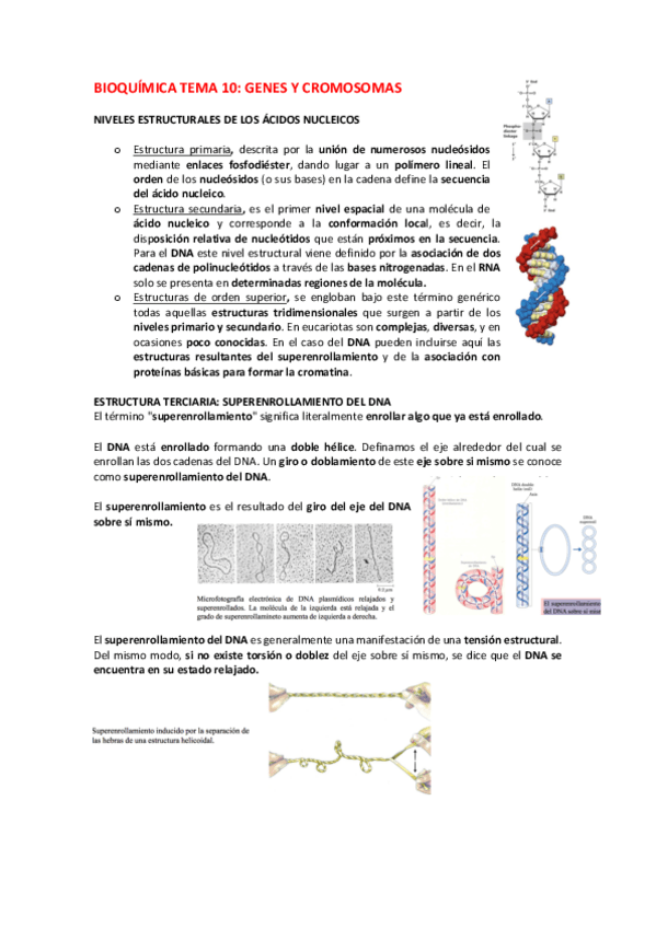 Miniatura del documento BIOQUIMICA-TEMA-10-REAL.pdf