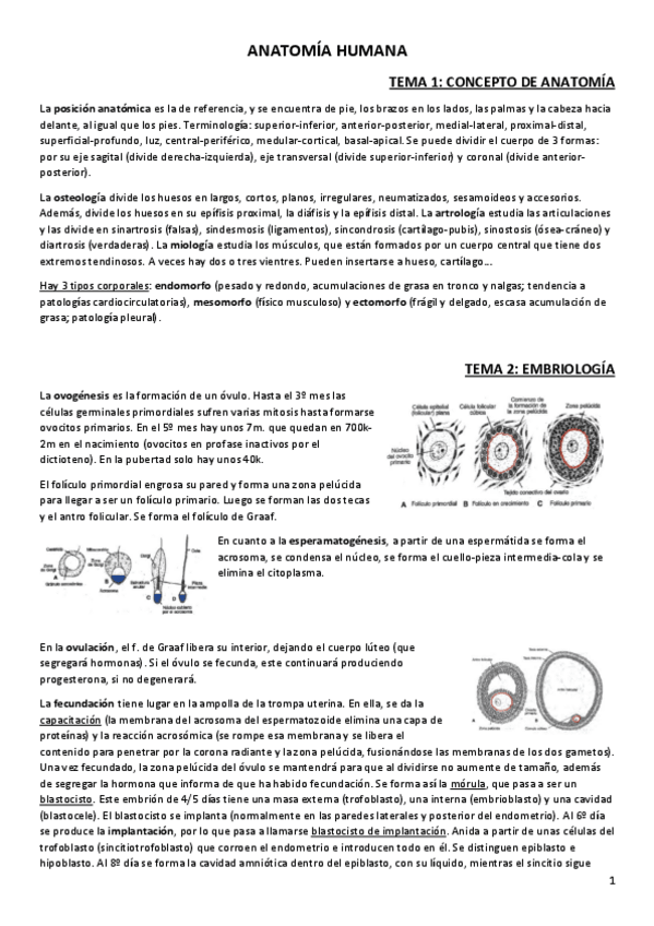 Miniatura del documento APUNTES-ANATOMIA.pdf
