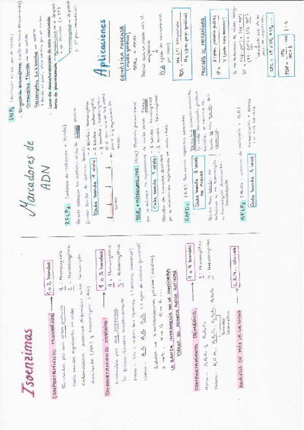 Miniatura del documento Resumen-y-ejercicios-genetica.pdf