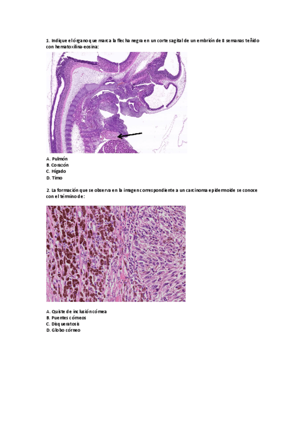 Miniatura del documento examen-practico-anatomia-patologica-enero.pdf