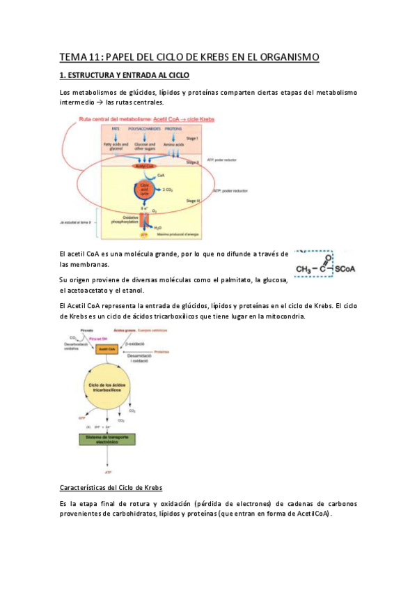 Miniatura del documento TEMA-11.pdf