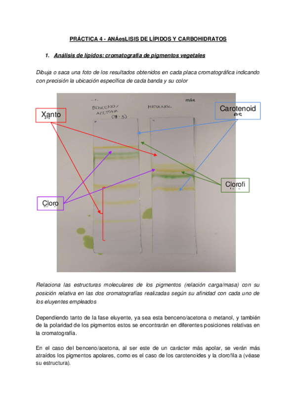 Miniatura del documento Copia-de-Biologia-Practica-4.docx
