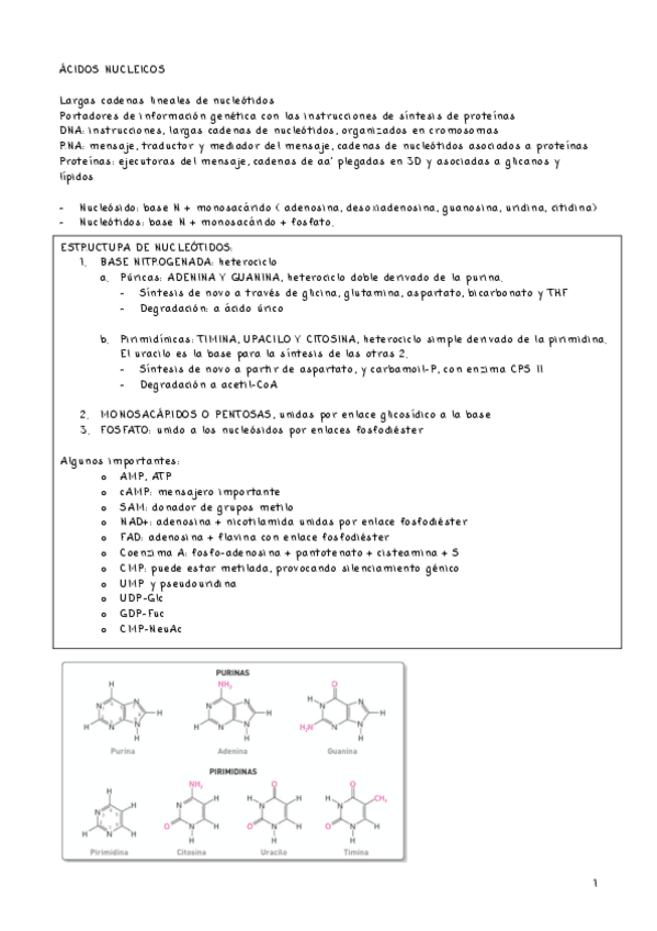 Miniatura del documento ACIDOS-NUCLEICOS.pdf