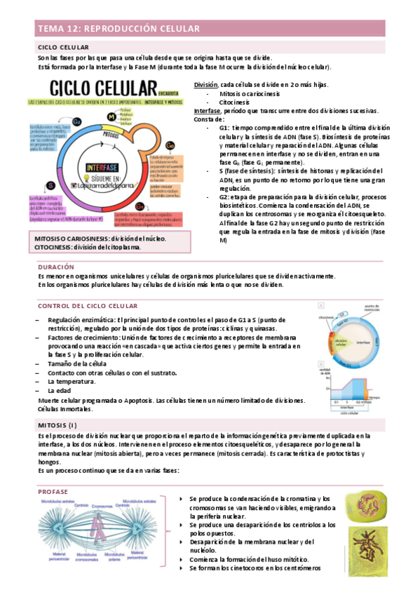 Miniatura del documento TEMA-12.pdf