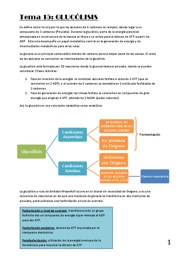 Miniatura del documento Tema-15-Glucolisis.pdf