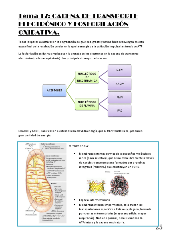 Miniatura del documento Tema-17-Cadena-Transporte-e-y-Fosforilacion-Oxidativa.pdf