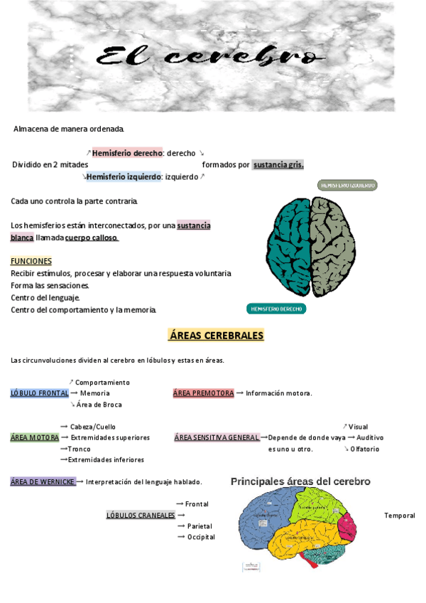 Miniatura del documento CEREBRO.pdf