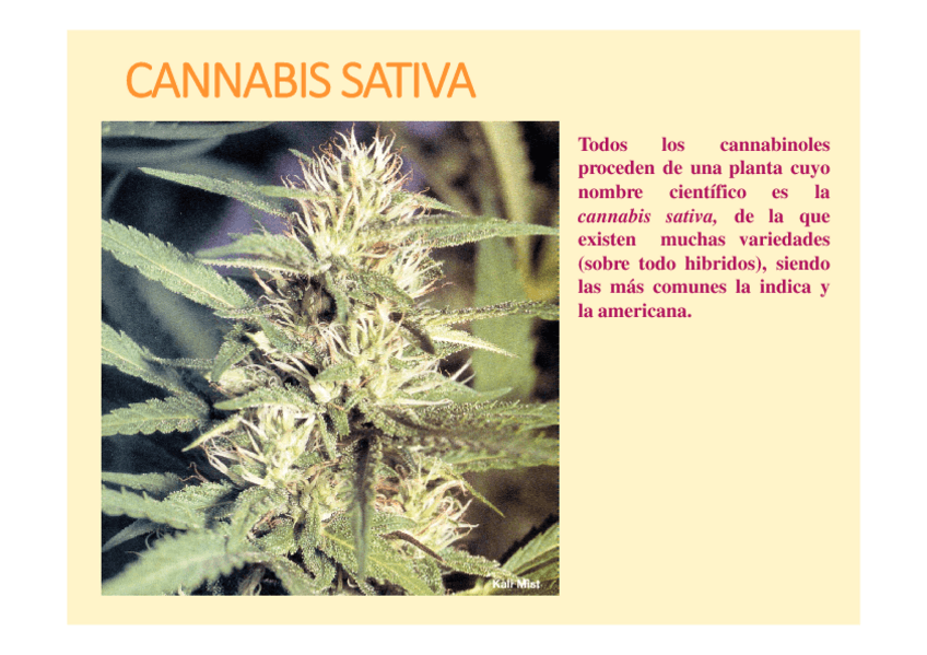Miniatura del documento Cannabis-y-cannabinoides.pdf